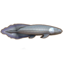 アイテム-肺魚のアイコン