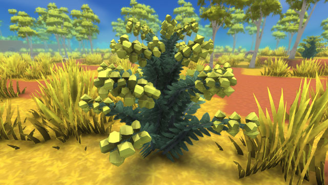 採集-黄色いワトルの茂みの見た目