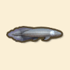 肺魚