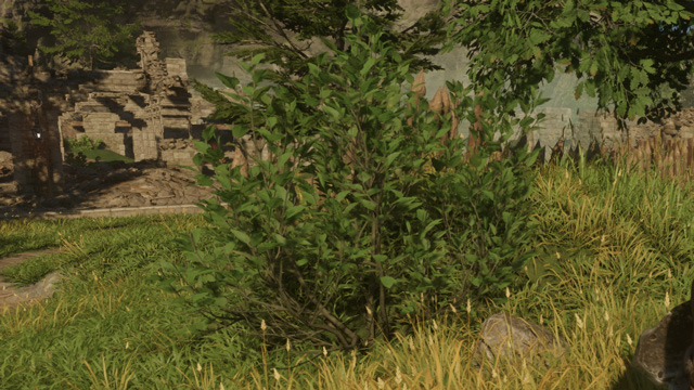 フィールド上に生えている低木